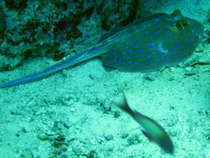 bluespotted stingray.jpg