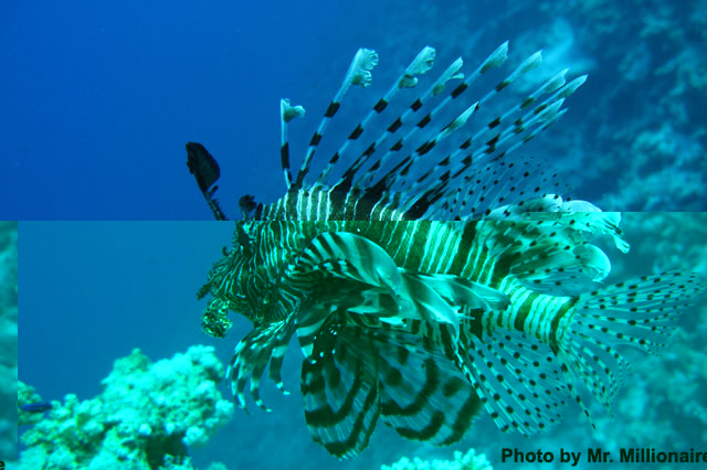 Lionfish.jpg